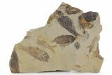 Fossil Fish (Gosiutichthys) Mortality Plate - Wyoming #357167-1